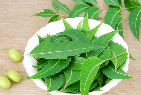 Sử dụng thực phẩm bảo vệ sức khỏe có chứa cao lá neem là cách điều trị bệnh tay chân miệng hiệu quả